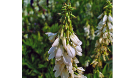 Galega officinalis